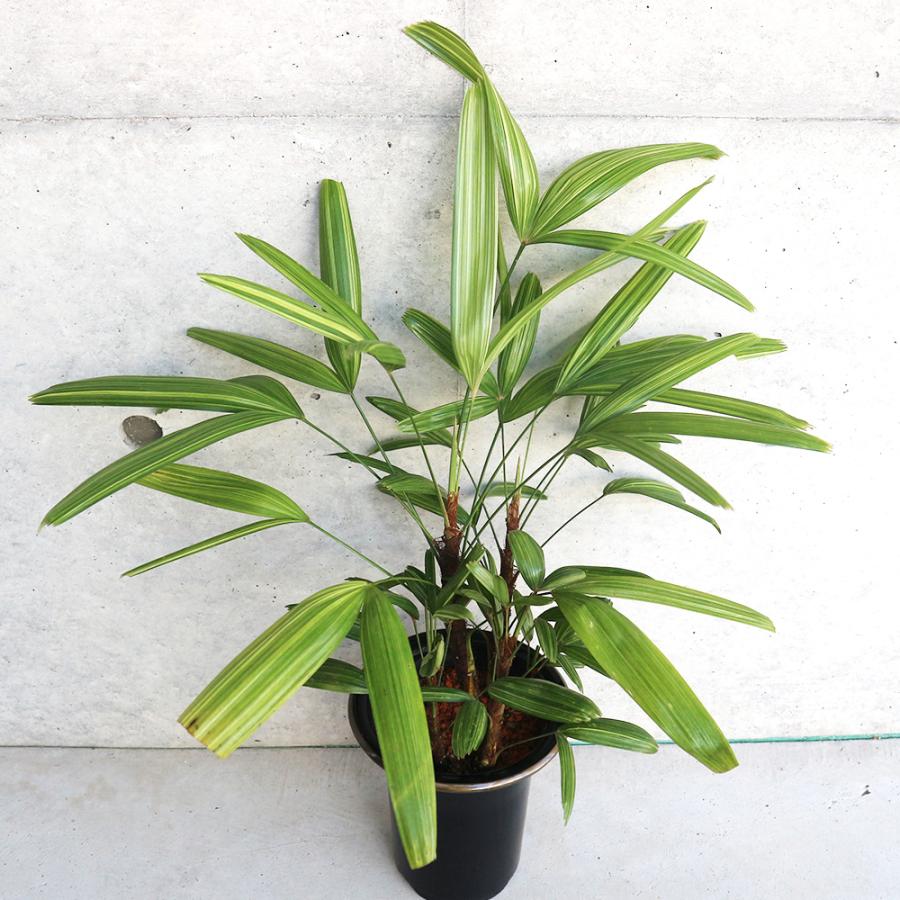 ITANSE 観音竹(カンノンチク) 綾錦 観葉植物 5号鉢 リビングやオフィス