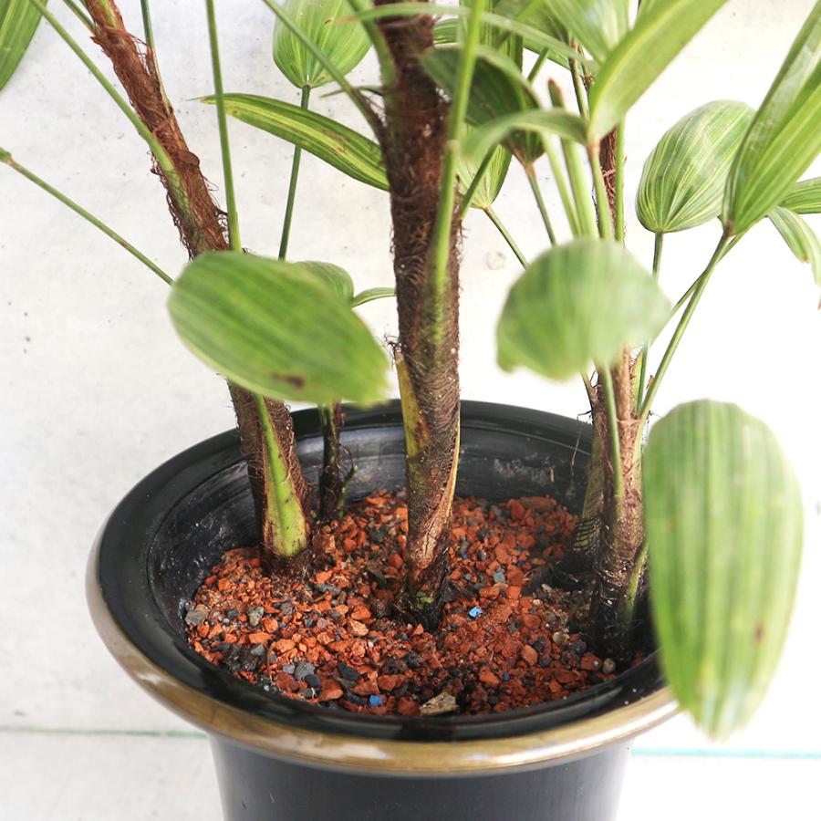 ITANSE 観音竹(カンノンチク) 綾錦 観葉植物 5号鉢 リビングやオフィス