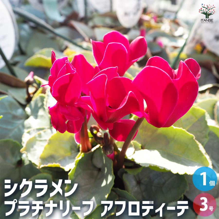 ITANSE シクラメン プラチナリーフ・アフロディーテ 花苗 3号ポット 1
