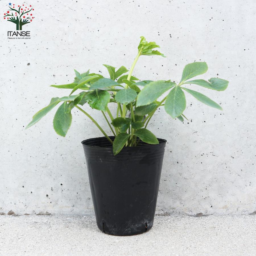 ITANSE クリスマスローズ 