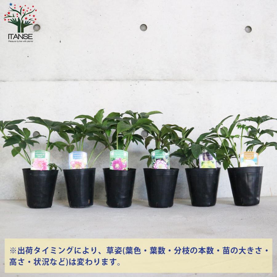 ITANSE クリスマスローズ 