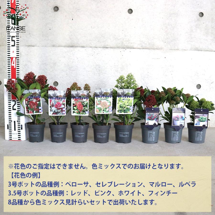 ITANSE 日本の暑さに強い!スキミア新品種 色MIX見計らいセット 庭木 3〜3.5号ポット お買い得4個セット 送料無料 イタンセ公式の画像