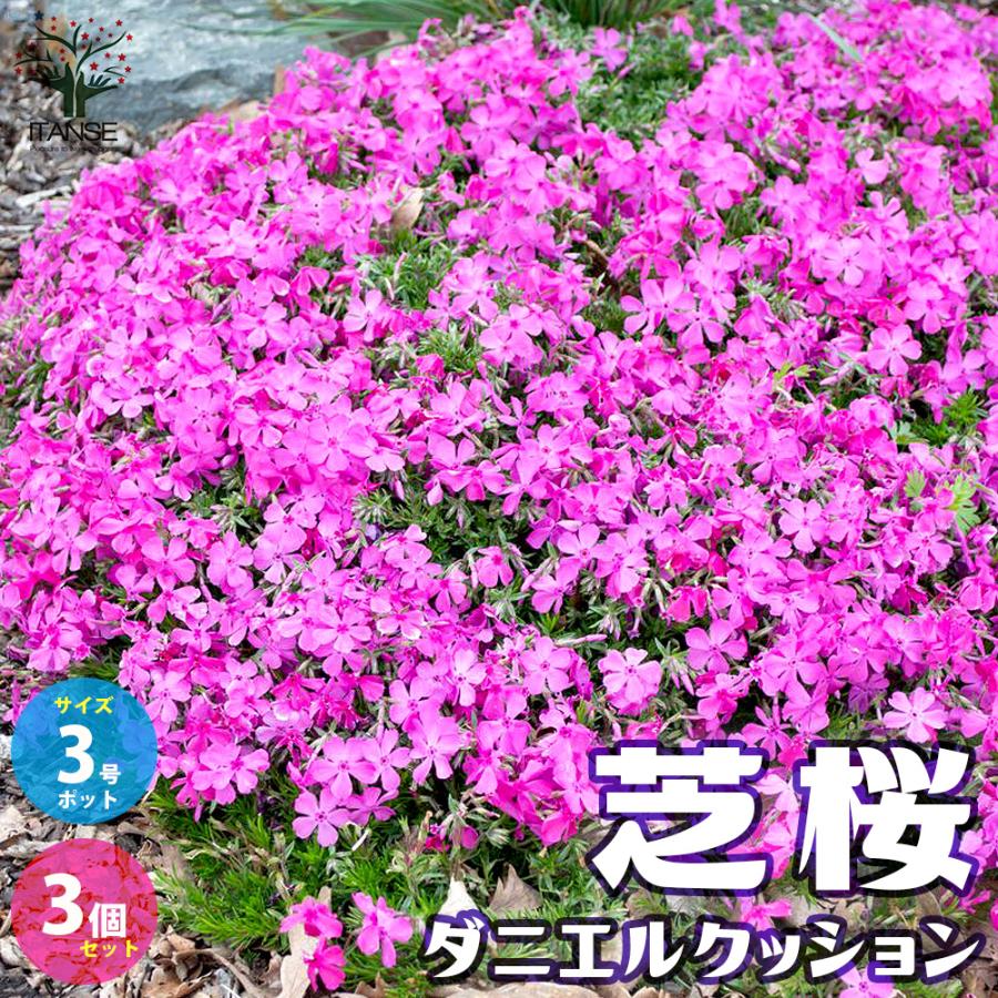 芝桜苗【ダニエルクッションピンク 50ポット】ガーデニングにピッタリのお花【9cmポット】 ITANSE 芝桜 ダニエルクッション (濃ピンク色) 花苗 3号ポット