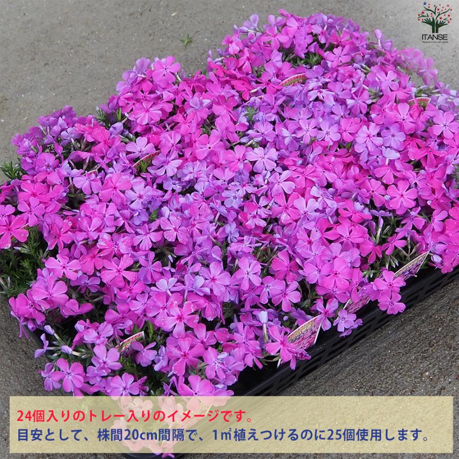 ITANSE 芝桜 ダニエルクッション (濃ピンク色) 花苗 3号ポット