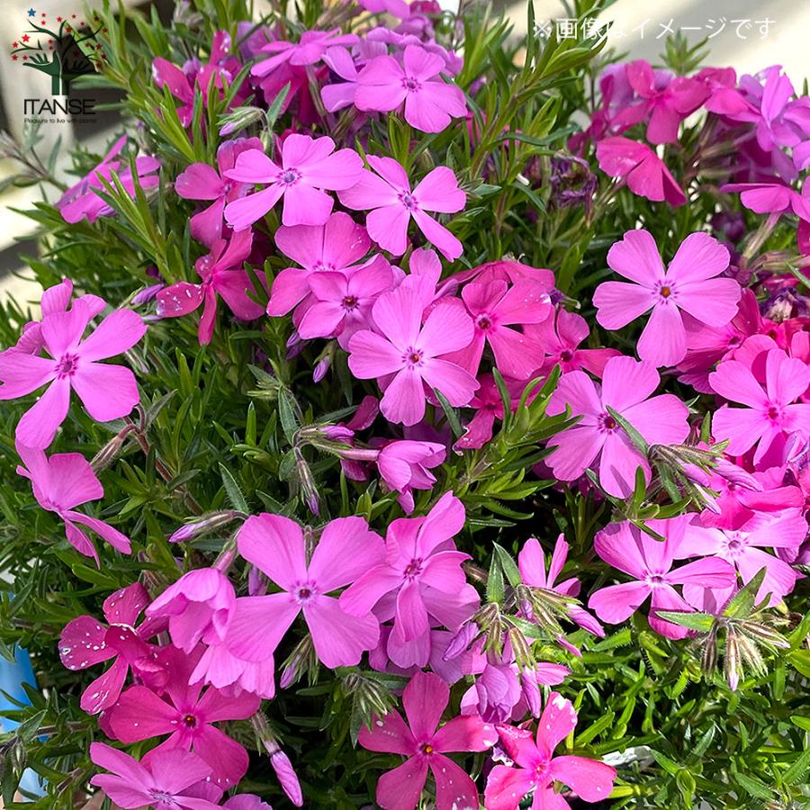 ITANSE 芝桜 ダニエルクッション (濃ピンク色) 花苗 3号ポット