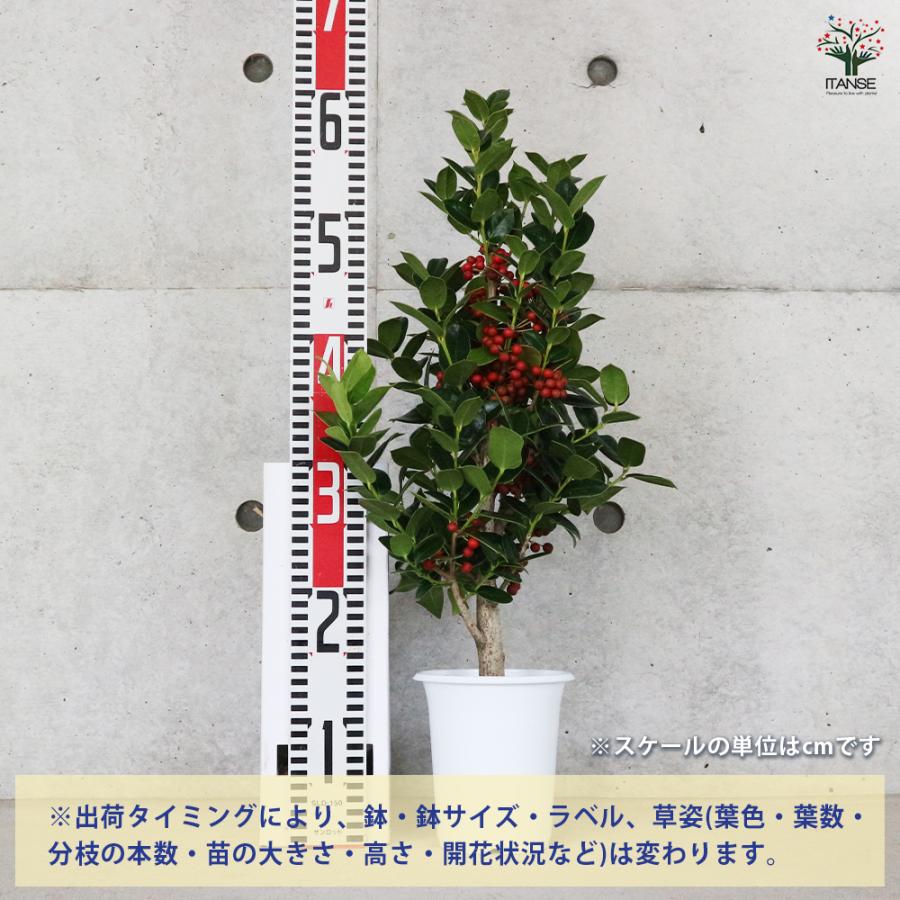 クリスマスホーリー とげ無し 花木苗 4号/1個売り セイヨウヒイラギの
