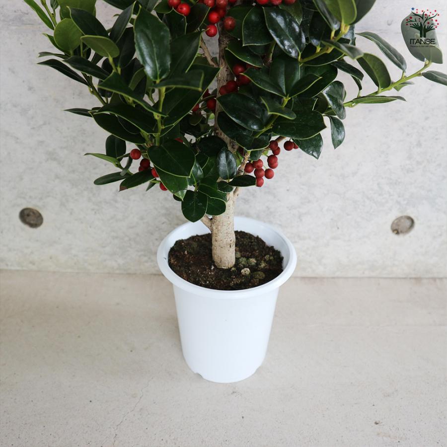 クリスマスホーリー とげ無し 花木苗 4号/1個売り セイヨウヒイラギの