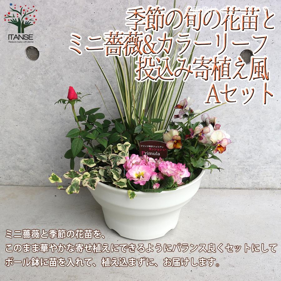 ITANSE ミニ薔薇＆季節の花苗＆カラーリーフ葉物類 8号サイズ