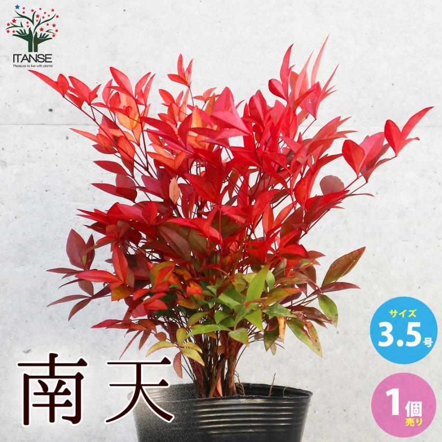 ITANSE 南天(ナンテン) 庭木 3.5号ポットLサイズ 1個売り 観賞用 ITANSE 南天(ナンテン) 庭木 3.5号ポットLサイズ 1個売り 観賞用
