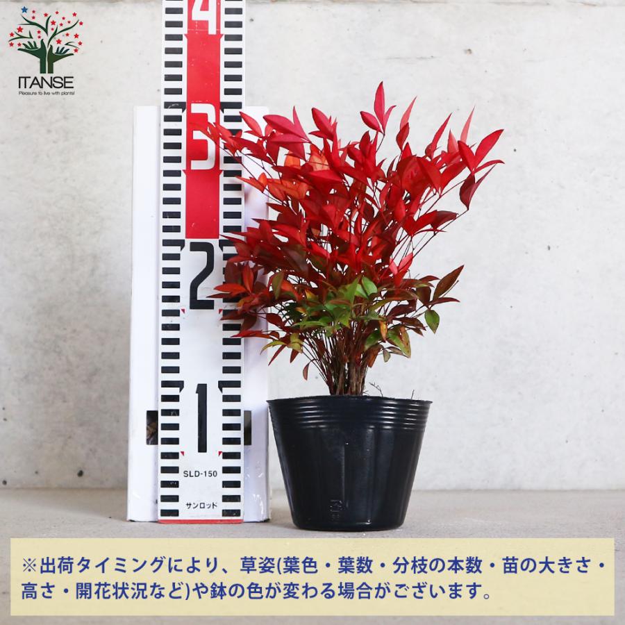 ITANSE 南天(ナンテン) 庭木 3.5号ポットLサイズ 1個売り 観賞用 新