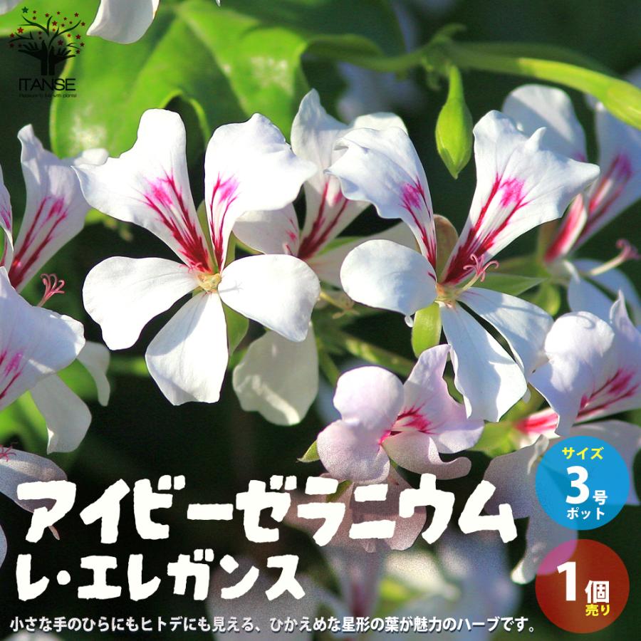 ITANSE 斑入り葉アイビー ゼラニウム・レ・エレガンス 花苗 3号ポット