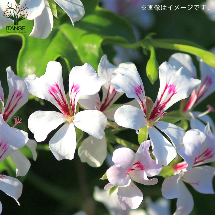 斑入りゴムの木 ピンク 赤 黄色い混ぜてる珍しい色 - 植物/観葉植物