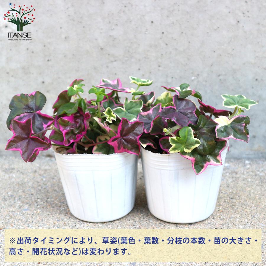 ITANSE 斑入り葉アイビー ゼラニウム・レ・エレガンス 花苗 3号ポット