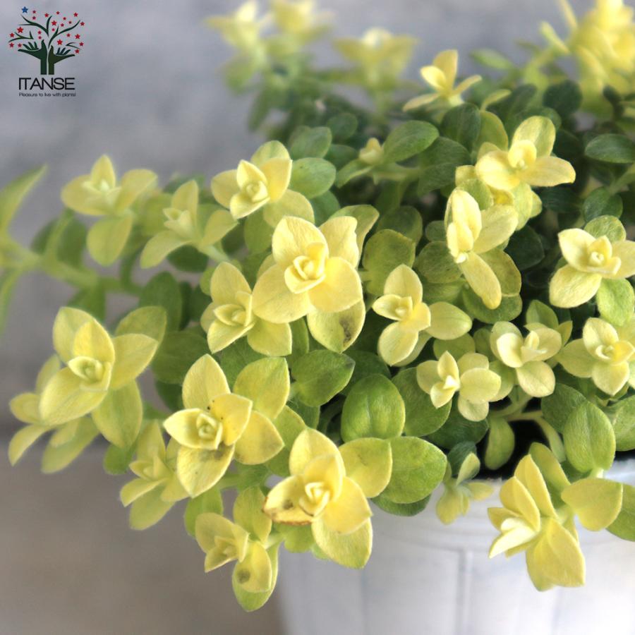 ITANSE ヘリクリサム ライムミニ 花苗 2.5号ロングポット 1個売り 花の