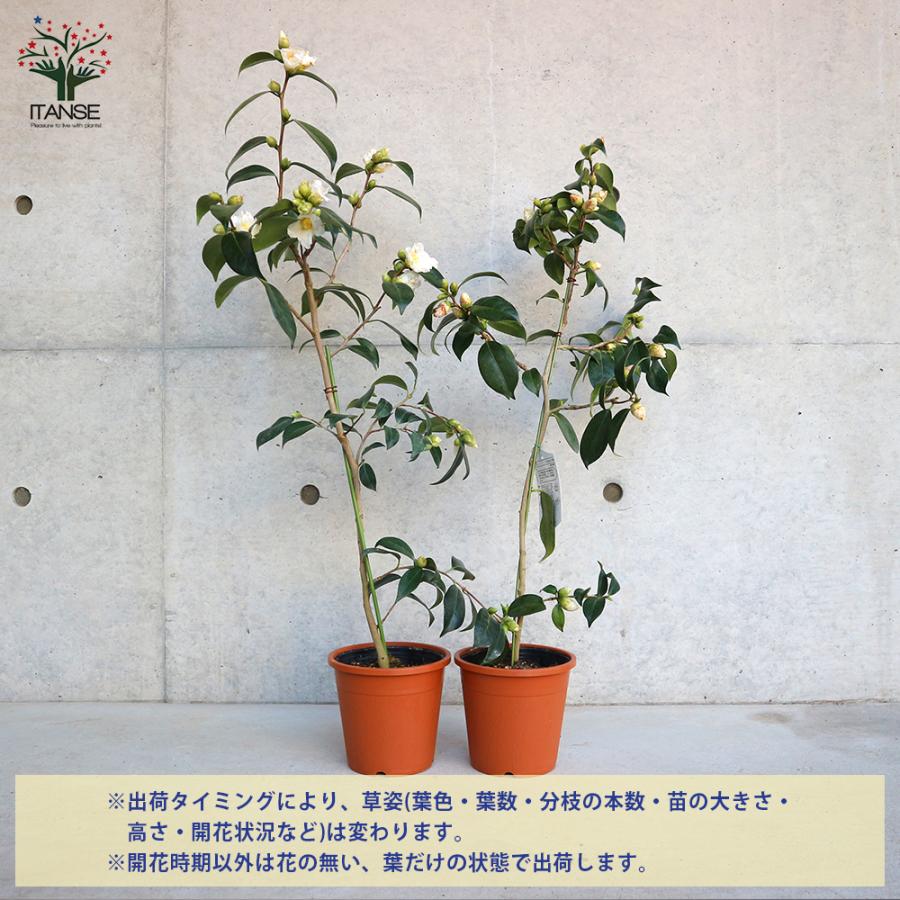 ITANSE 椿(ツバキ)の苗木 品種：白侘助(シロワビスケ) 庭木 5号鉢 1個売り 植木 花木 観賞用 プレゼント 贈答 送料無料 イタン ...