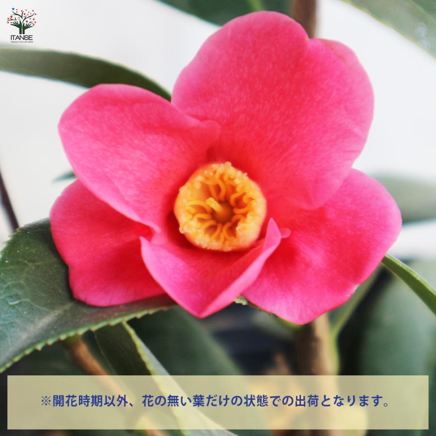 ITANSE 椿(ツバキ)の苗木 品種：寒咲赤侘助(カンザキアカワビスケ) 庭木 4.5号ポット 1個売り 植木 花木 プレゼント 贈答 送料 ...