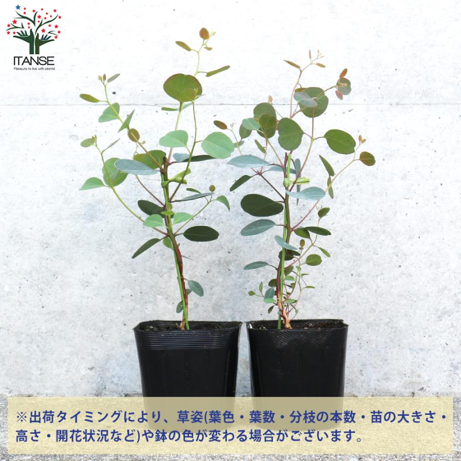 ITANSE ユーカリ ポポラス(ポリアンセモス) 花苗 3号ポット苗 1個売り