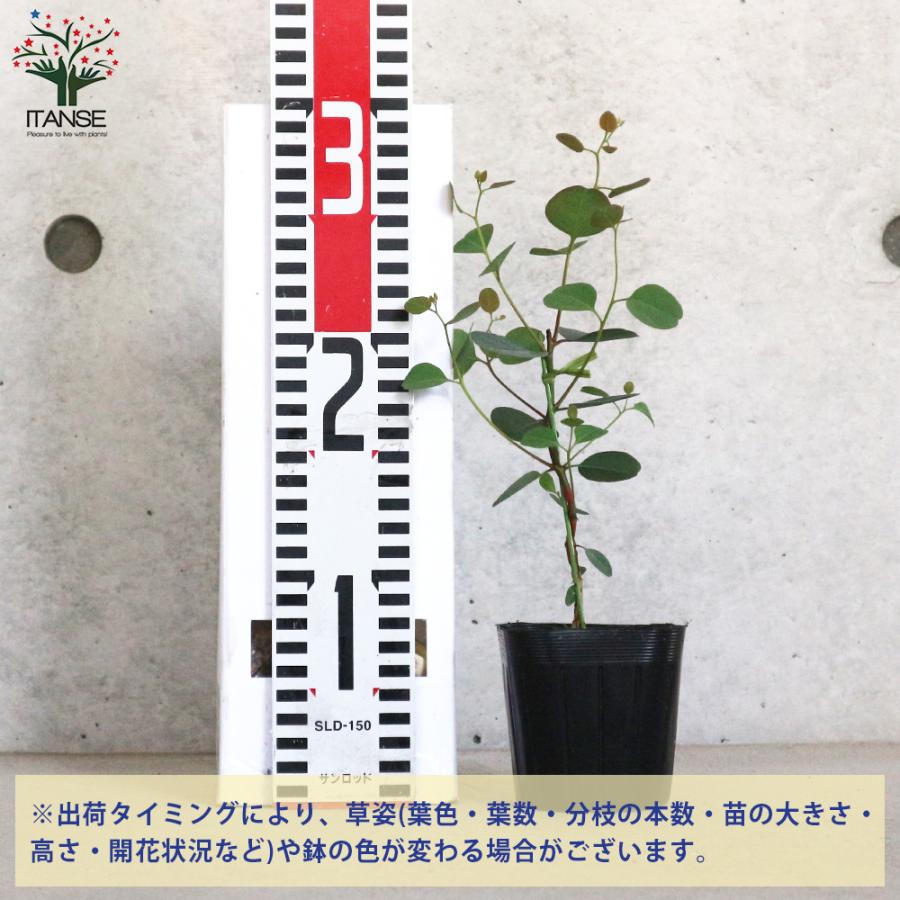 ITANSE ユーカリ ポポラス(ポリアンセモス) 花苗 3号ポット苗 お買い得