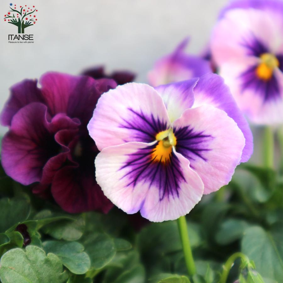 ビオラ　パンジー　3ポットセット ビオラ パンジー 3ポットセット 園芸ネット本店｜おためし3パターン3