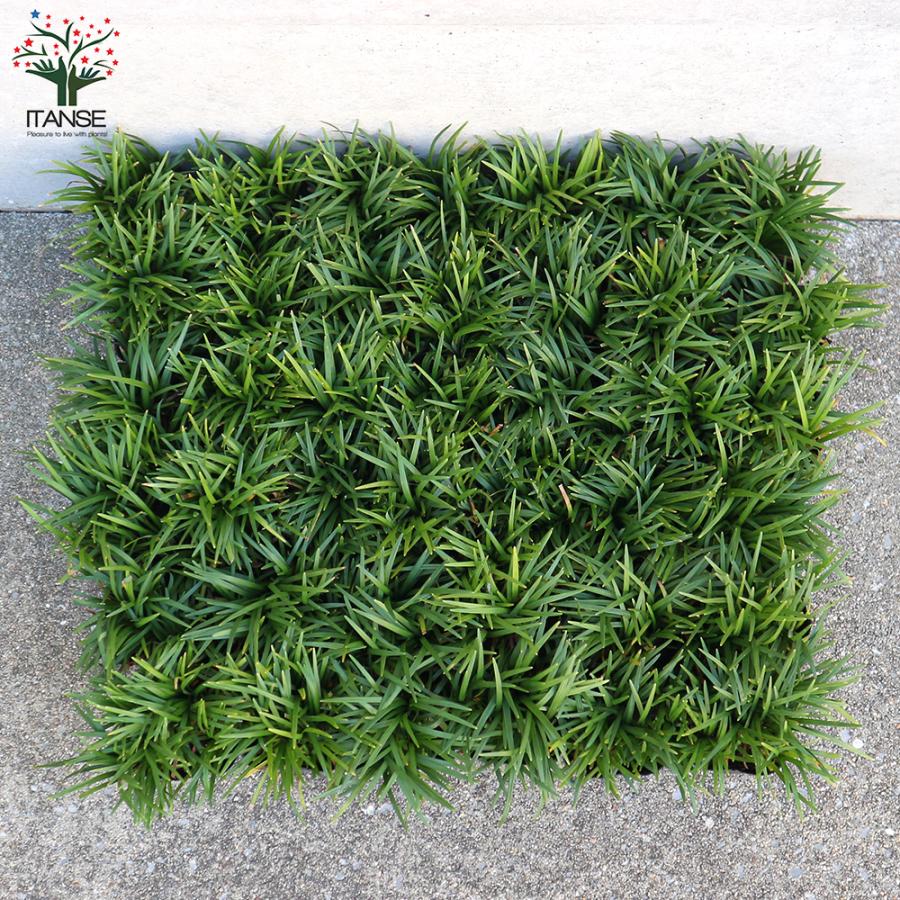 ITANSE 玉竜(タマリュウ) 花苗 2.5号ポット お買い得4個セット 花の苗