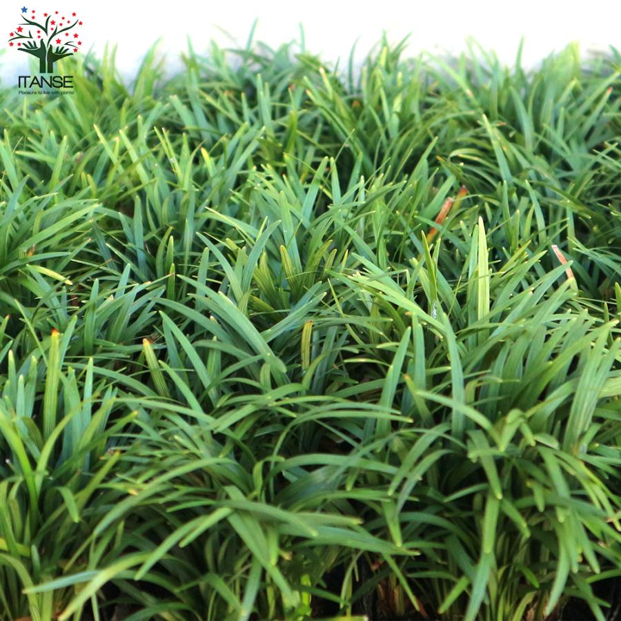 ITANSE 玉竜(タマリュウ) 花苗 2.5号ポット お買い得6個セット 花の苗