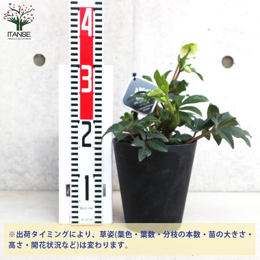 ITANSE クリスマスローズ ウィンターベル 花苗 5号鉢 1個売り 花の苗
