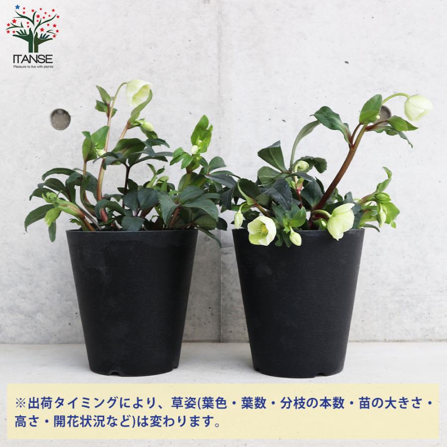 ITANSE クリスマスローズ ウィンターベル 花苗 5号鉢 1個売り 花