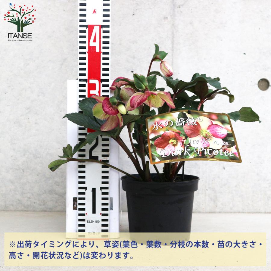 ITANSE クリスマスローズ 氷の薔薇 ダークピコティ 花苗 5号鉢 1