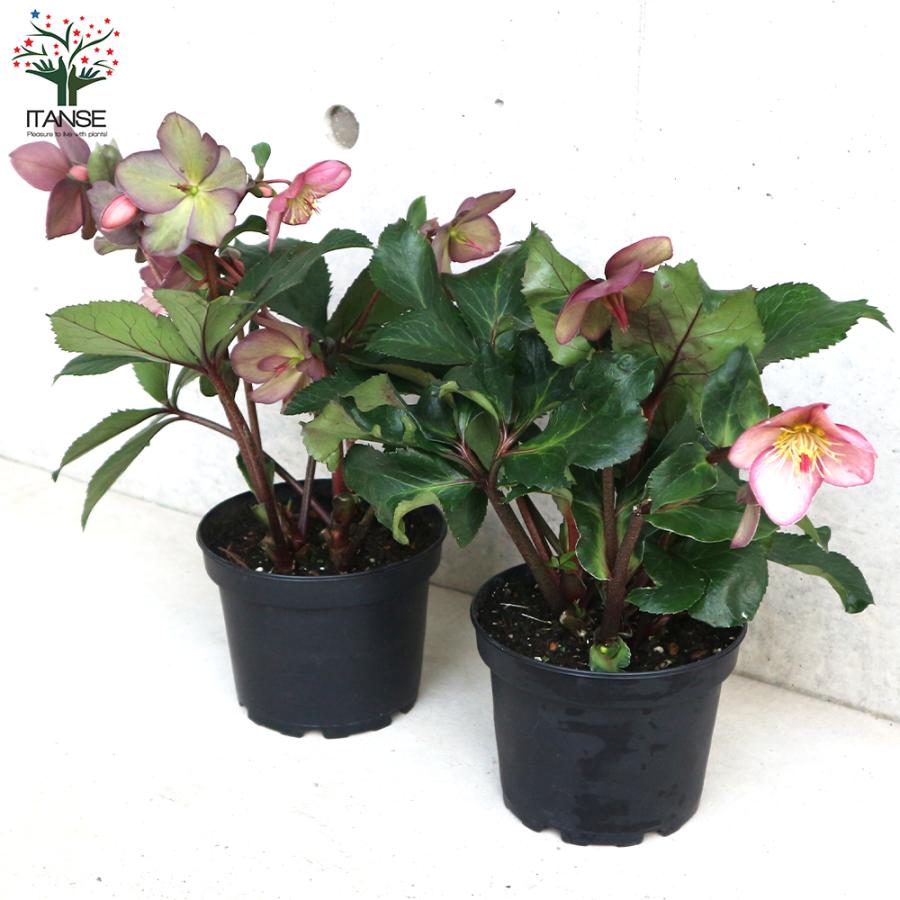hyssa様ご購入苗㉖-514クリスマスローズ ITANSE クリスマスローズ 氷の薔薇 ローズ 花苗 5号鉢 1個売り 花の苗