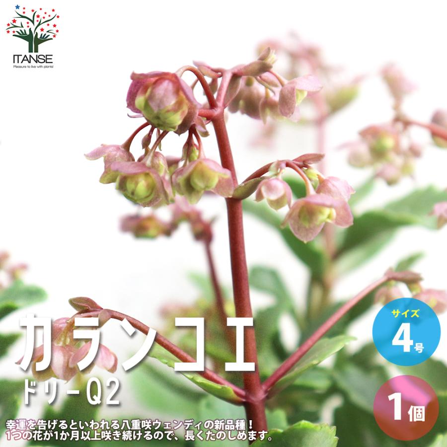 カランコエ 花芽付き カランコエ 花芽付き 【公式通販】