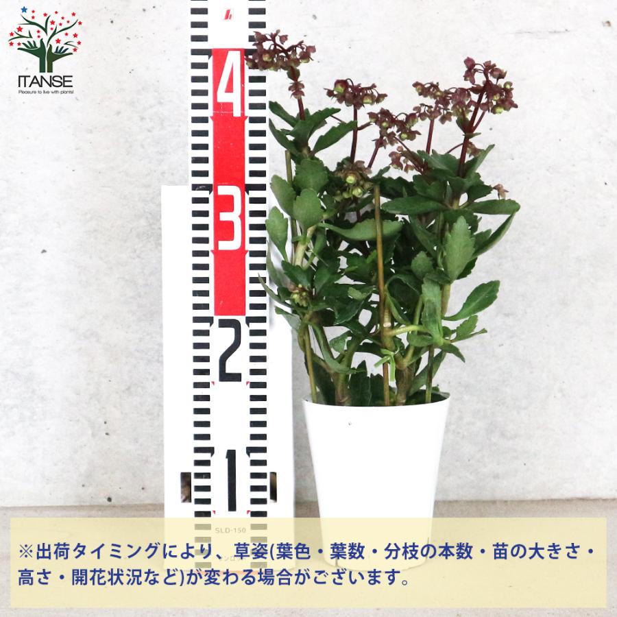 ITANSE カランコエ ドリーQ2 /多肉植物 花苗 4号鉢 1個売り 花の苗