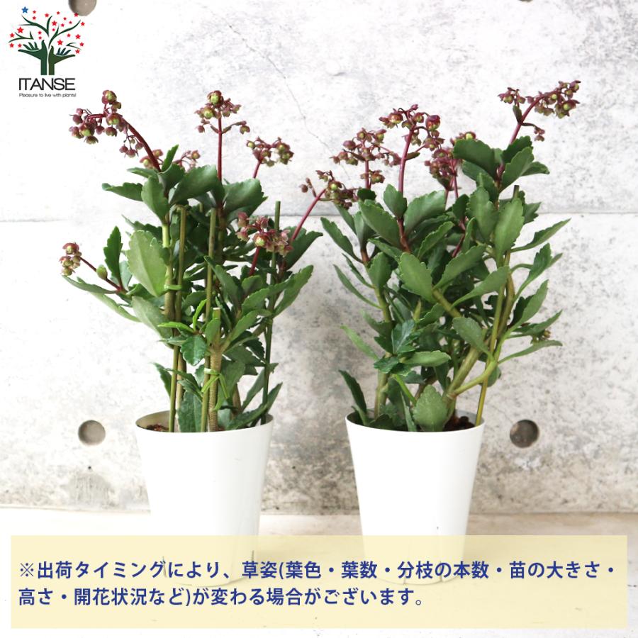 ITANSE カランコエ ドリーQ2 /多肉植物 花苗 4号鉢 1個売り 花の苗