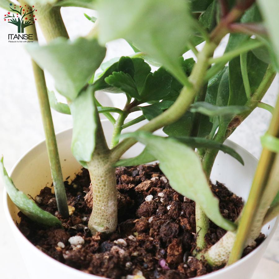ITANSE カランコエ ドリーQ2 /多肉植物 花苗 4号鉢 1個売り 花の苗