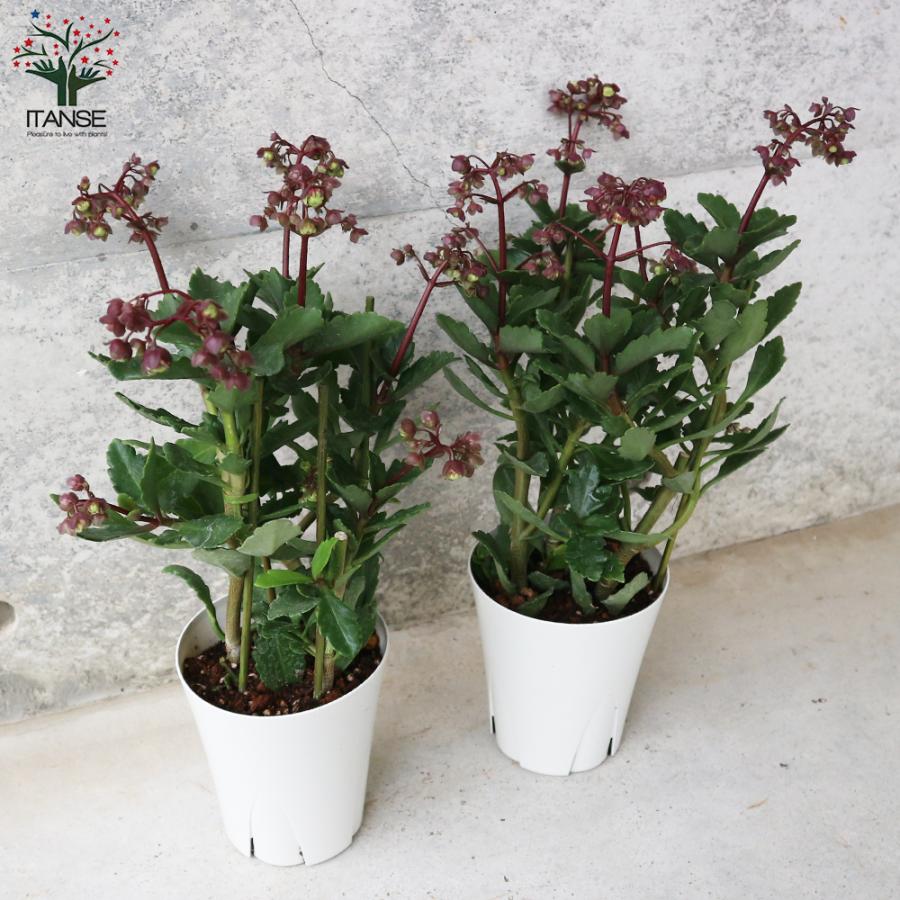 ITANSE カランコエ ドリーQ2 /多肉植物 花苗 4号鉢 1個売り 花の苗