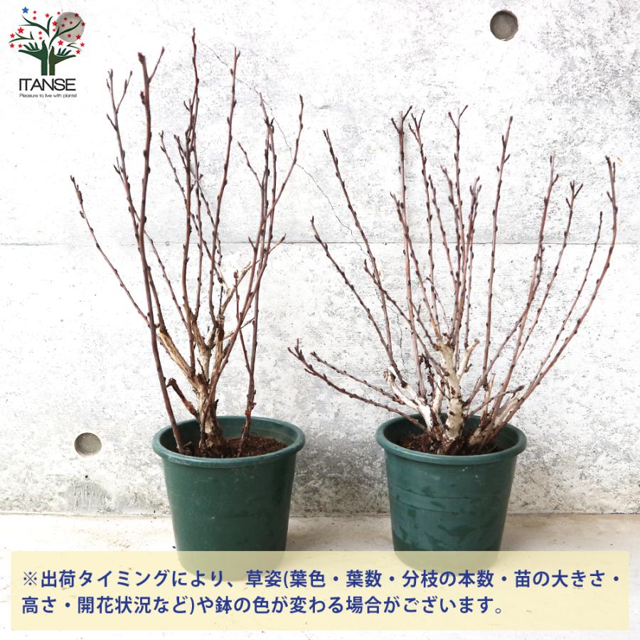 アメリカテマリシモツケ サマーワイン 花苗 5号鉢 1個売り 花の苗 フラワーガーデン 寄せ植え 送料無料 han02255野菜苗・植物・青果物販売のITANSE 通販 Yahoo