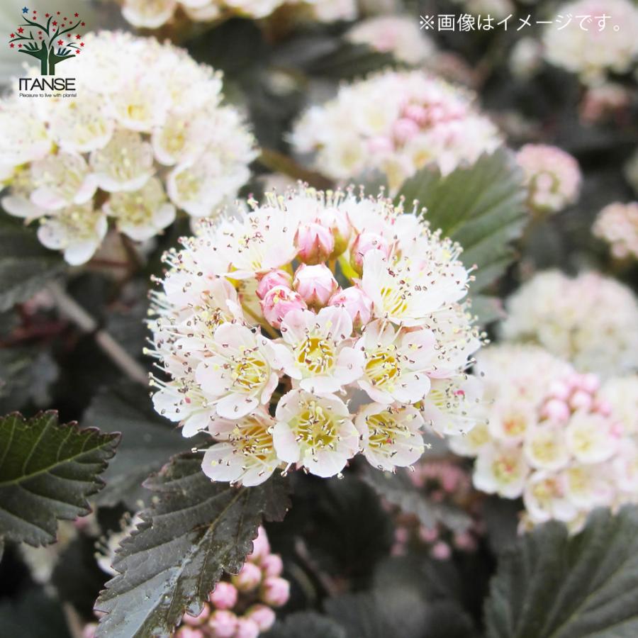 アメリカテマリシモツケ サマーワイン 花苗 5号鉢 1個売り 花の苗 フラワーガーデン 寄せ植え 送料無料 han02255野菜苗・植物・青果物販売のITANSE 通販 Yahoo
