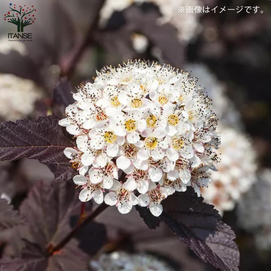 アメリカテマリシモツケ サマーワイン 花苗 5号鉢 1個売り 花の苗 フラワーガーデン 寄せ植え 送料無料 han02255野菜苗・植物・青果物販売のITANSE 通販 Yahoo