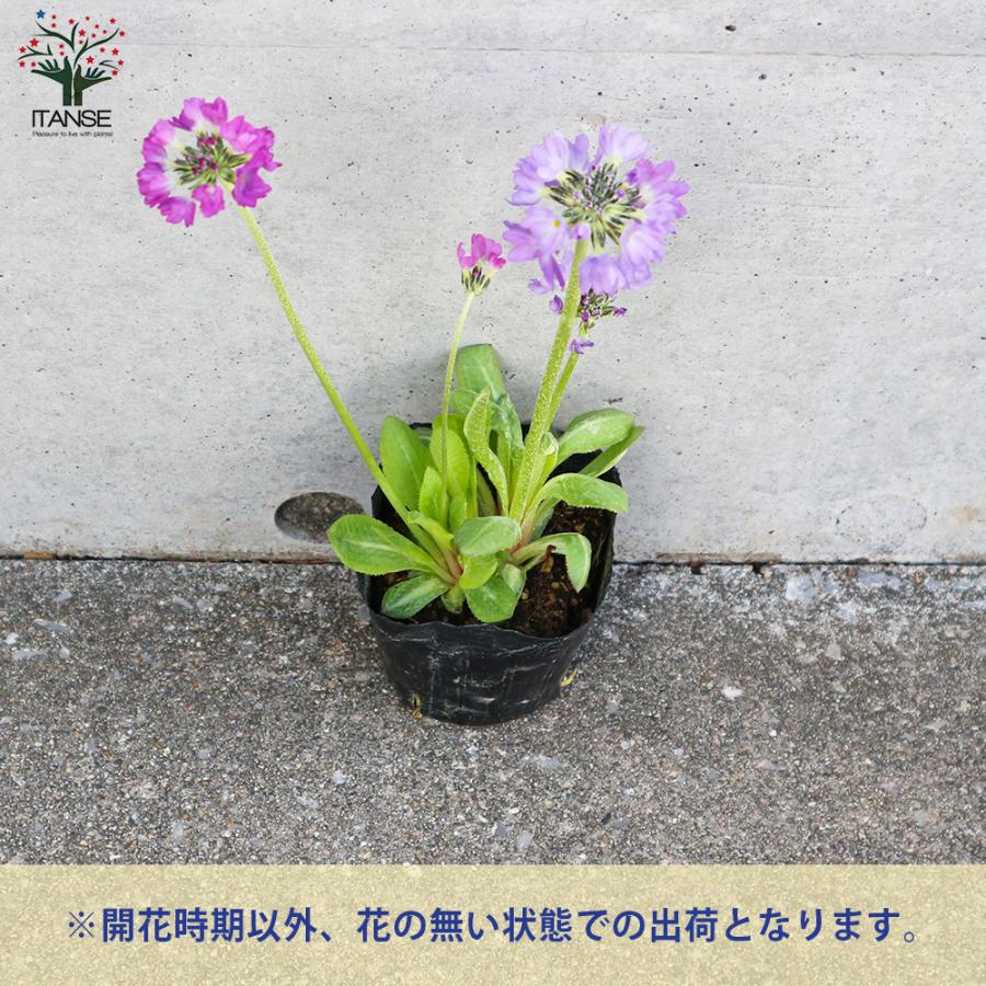 ITANSE プリムラ デンティキュラータ(玉咲きサクラソウ) 花苗 色 ITANSE プリムラ デンティキュラータ(玉咲きサクラソウ) 花苗 色