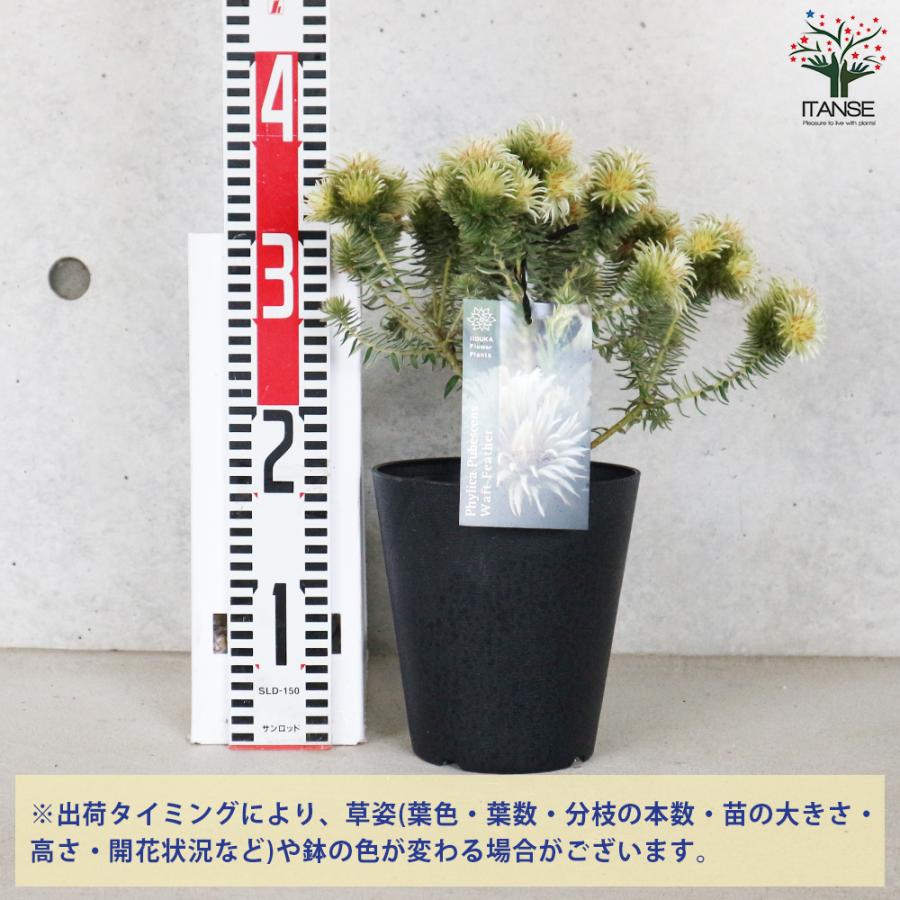 ITANSE フィリカ プベッセンス ワフトフェザー 花苗 5号鉢 1個売り 花
