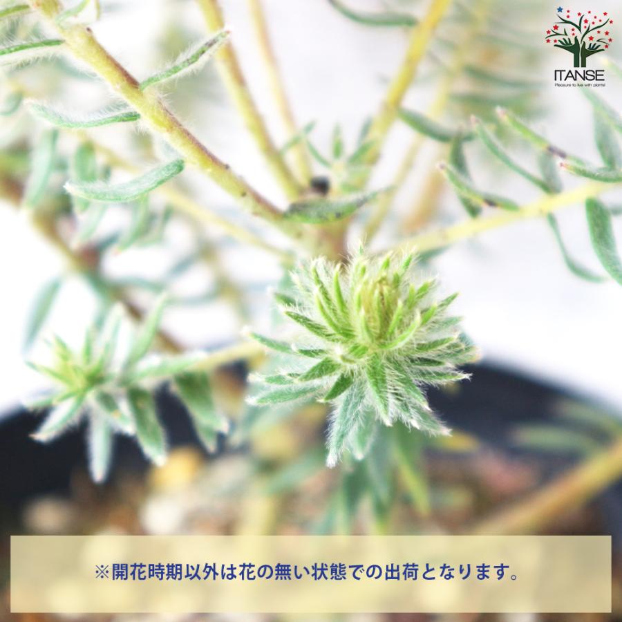 ITANSE フィリカ プベッセンス ワフトフェザー 花苗 5号鉢 1個売り 花