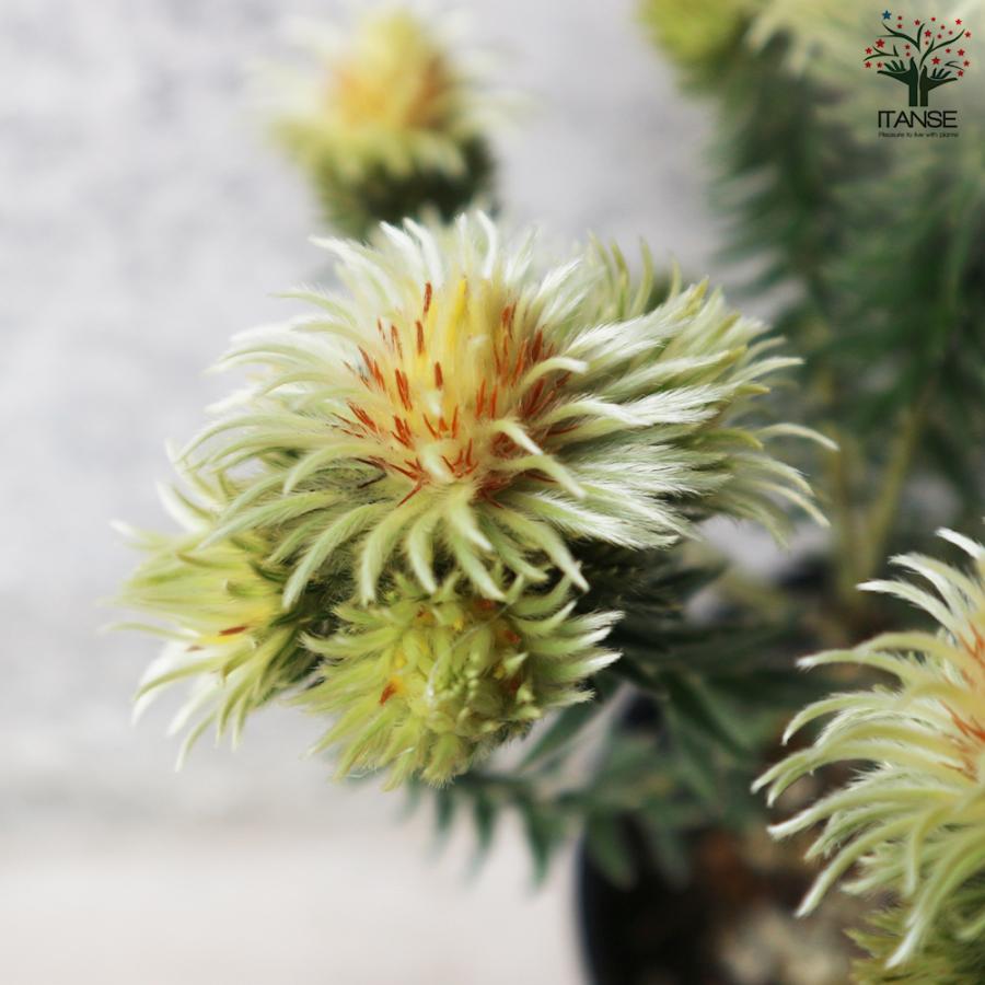 ITANSE フィリカ プベッセンス ワフトフェザー 花苗 5号鉢 1個売り 花