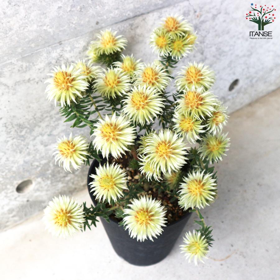 ITANSE フィリカ プベッセンス ワフトフェザー 花苗 5号鉢 1個売り 花