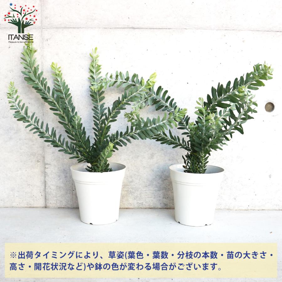 ITANSE アカシア ブルーブッシュ 花苗 5号白鉢 お買い得2個セット 花の苗 フラワーガーデン 寄せ植え 送料無料 イタンセ公式｜itanse｜03