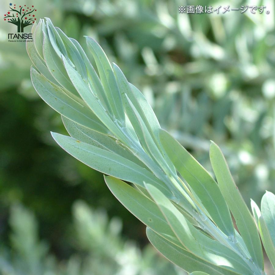 ITANSE アカシア ブルーブッシュ 花苗 7号茶鉢 1個売り 花の苗