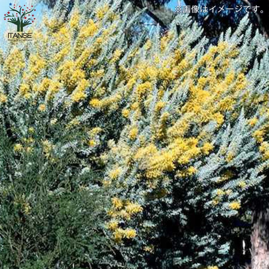 ブルーブッシュ/ 582 ブルーブッシュ/ 520 楽天市場】アカシア ブルーブッシュの通販