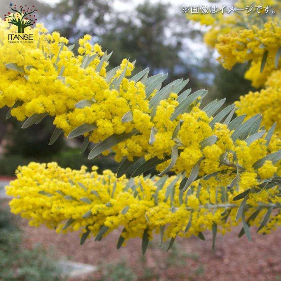 ITANSE アカシア ブルーブッシュ 花苗 7号茶鉢 1個売り 花の苗