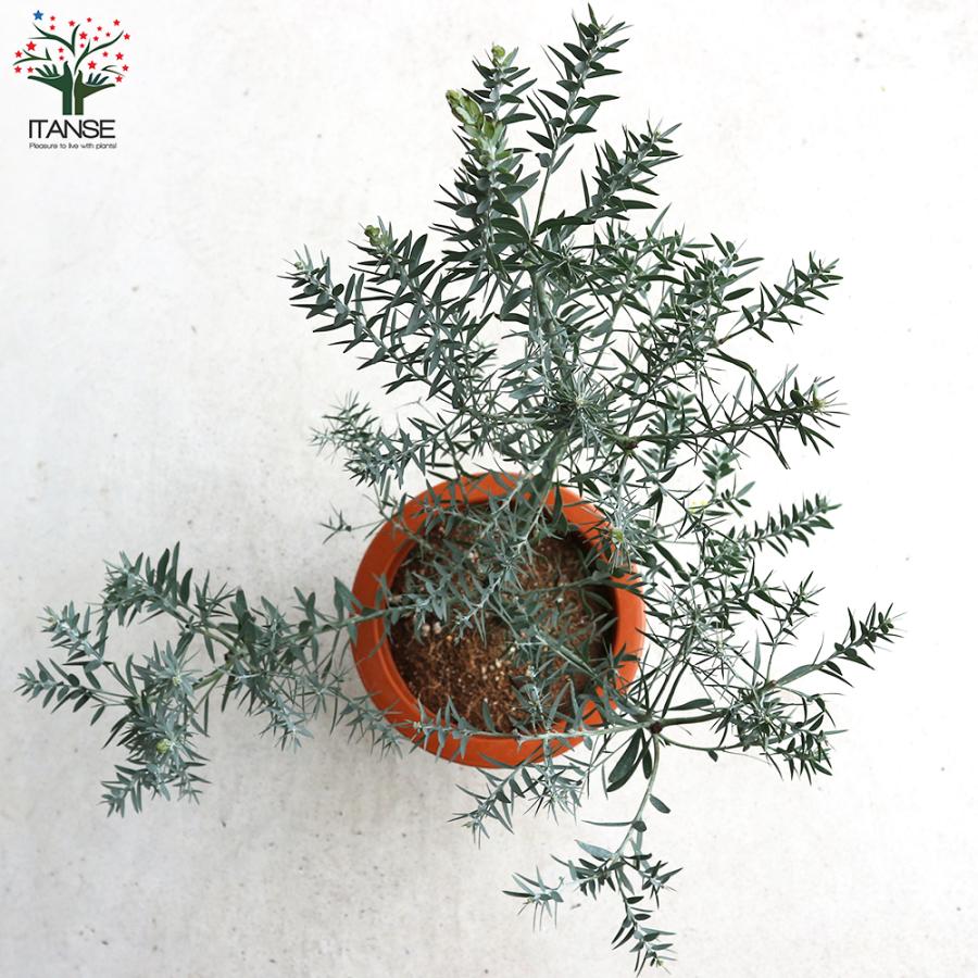 ITANSE アカシア ブルーブッシュ 花苗 7号茶鉢 お買い得2個 ITANSE アカシア ブルーブッシュ 花苗 7号茶鉢 お買い得2個