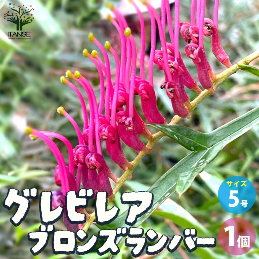 グレビレア ブロンズランバー 大株 3 グレビレア：ブロンズランバー3号ポット の通販 | 園芸ネット