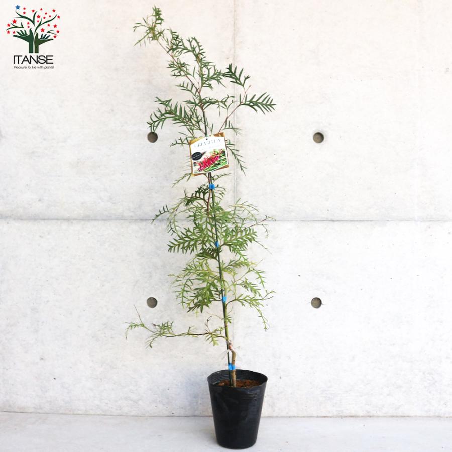 グレビレア ブロンズランバー 大株 1 ファイバー鉢 ITANSE グレビレア ブロンズランバー 花苗 5号ポット 1個売り 花の苗