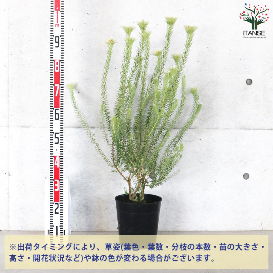 ガラス工芸　吉田勝美作　瑠璃の匠　ガラス水注　共箱　C　7079 ガラス工芸 吉田勝美作 瑠璃の匠 ガラス水注 共箱 C 7079 【公式通販】